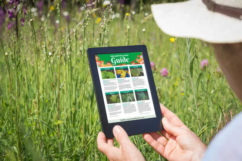 Tree identification guide being used on a tablet