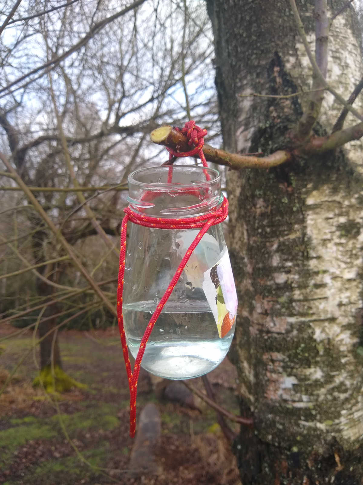 Jar for collecting birch sap