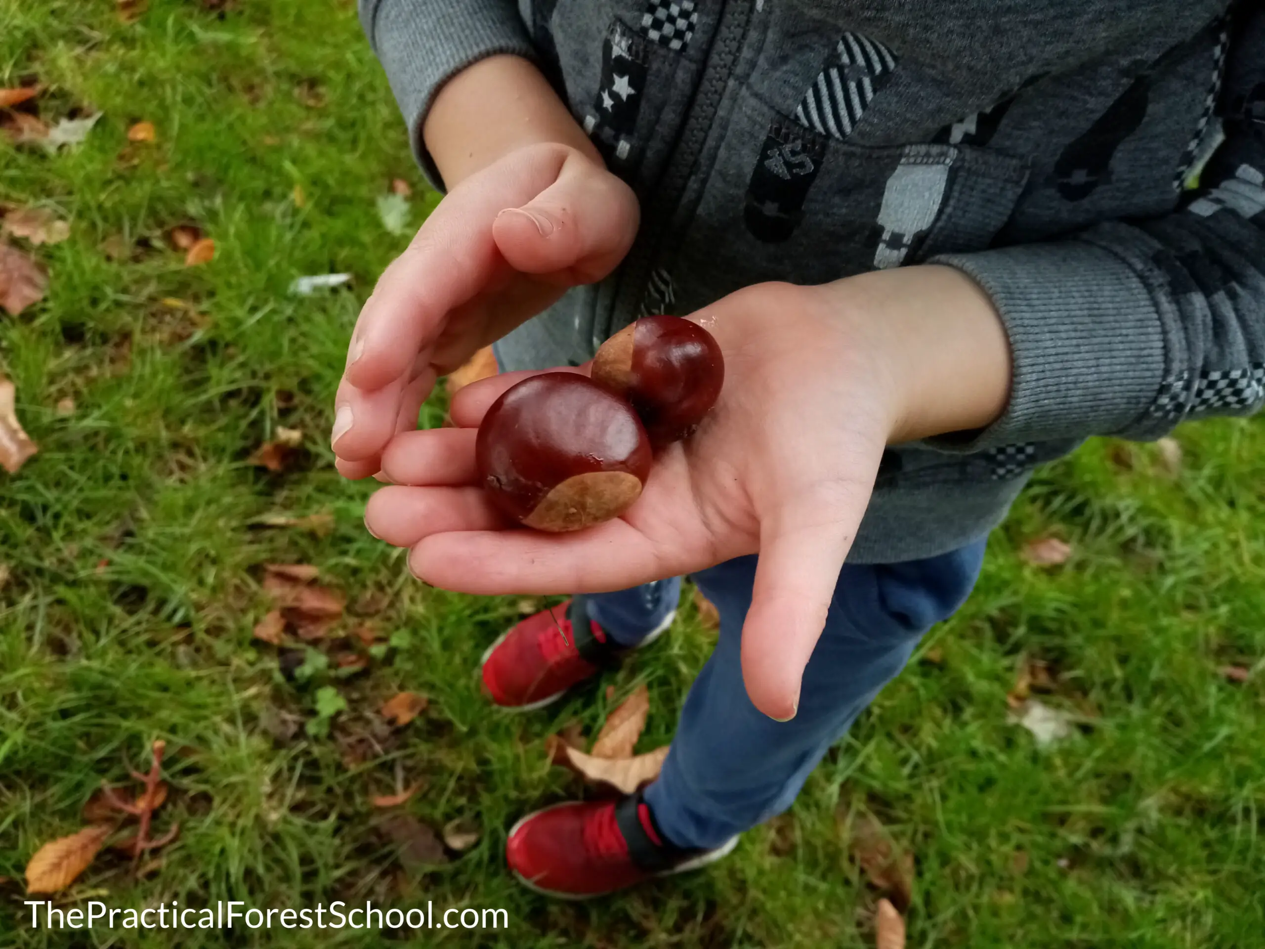 conkers in child's hand