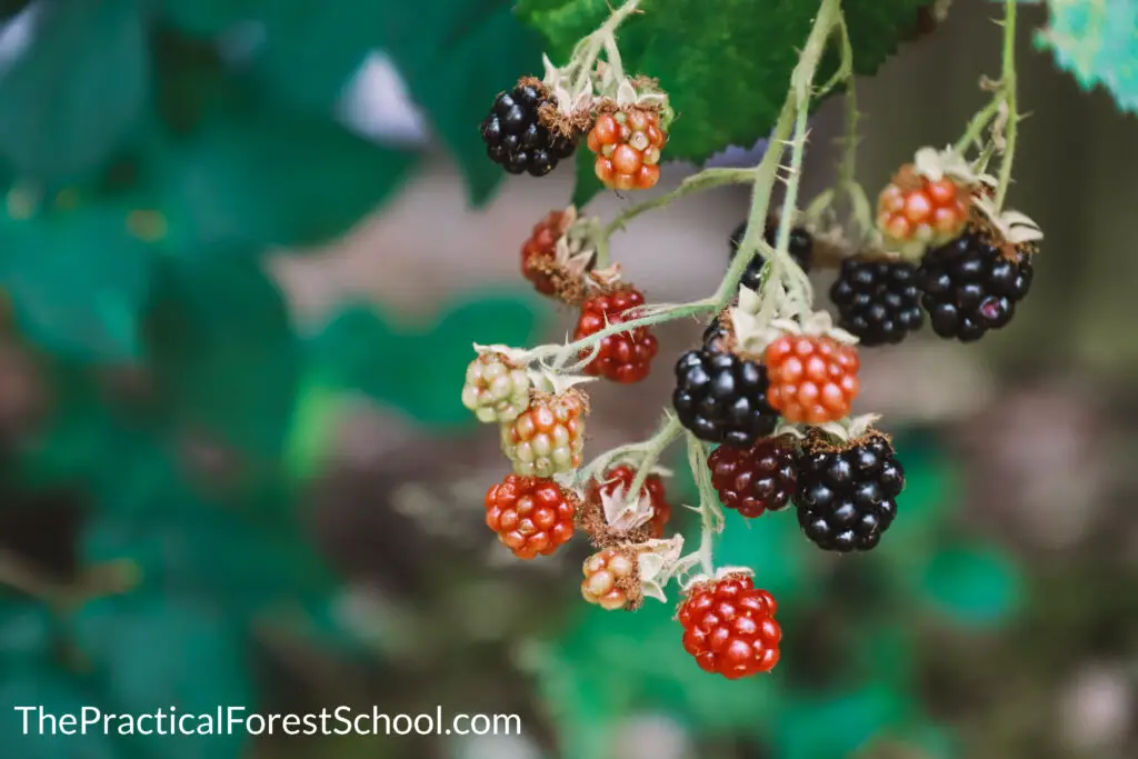 red and black bramble berries 1