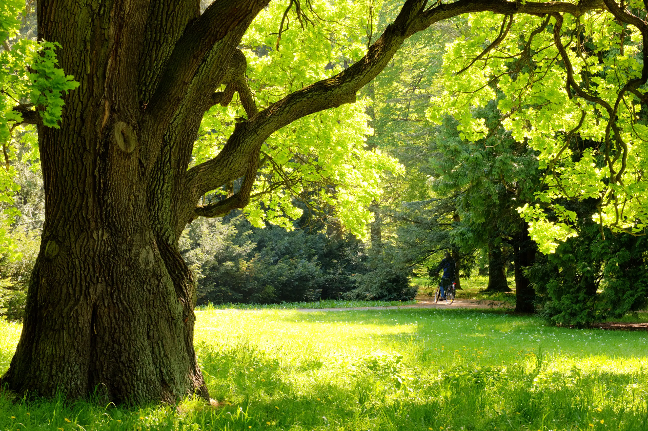 A big oak tree in a green woodland