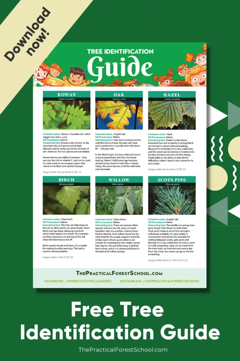 Tree Identification Guide Pdf At Linda Kraft Blog