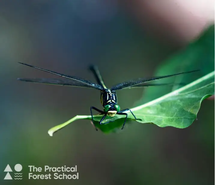 dragonfly ready to take flight 1