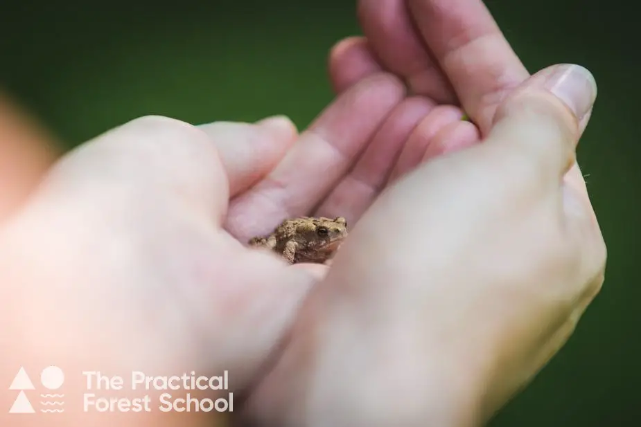 tiny frog in hand