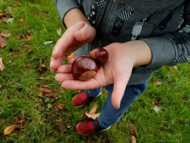 child holding conkers