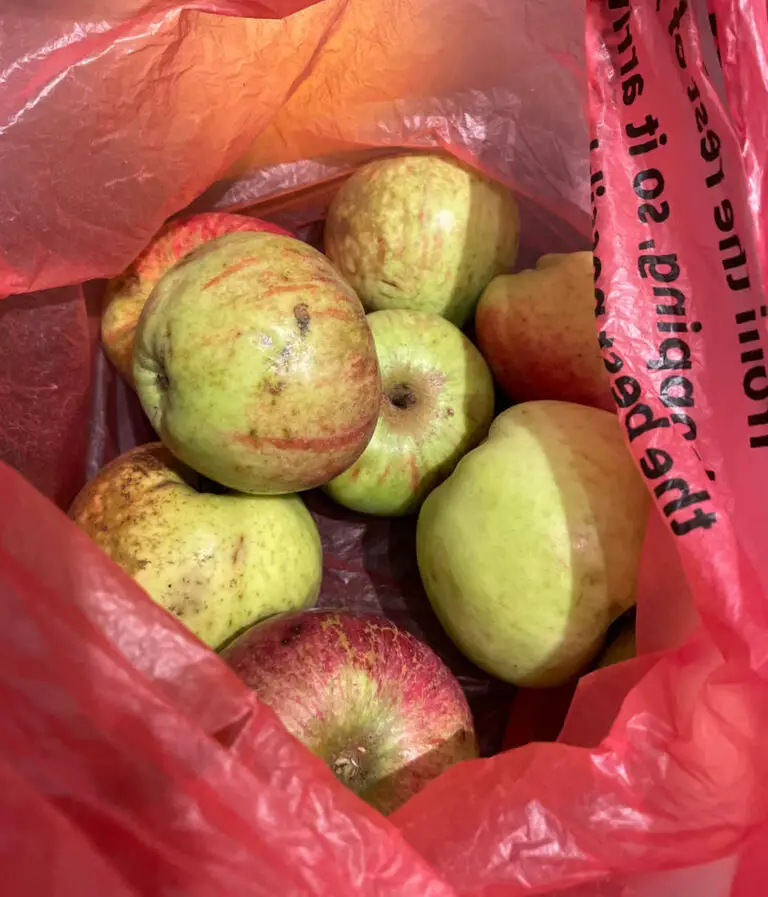 Windfall apples in a red plastic bag