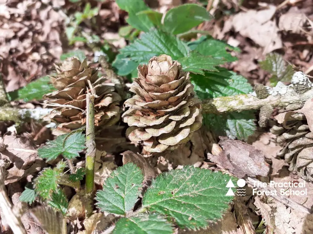 How to Choose a Forest School: Questions Worth Asking Before You Sign Up 2 Pinecone in the forest
