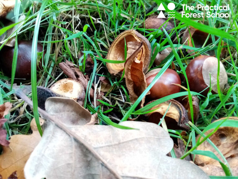 Conkers on the ground