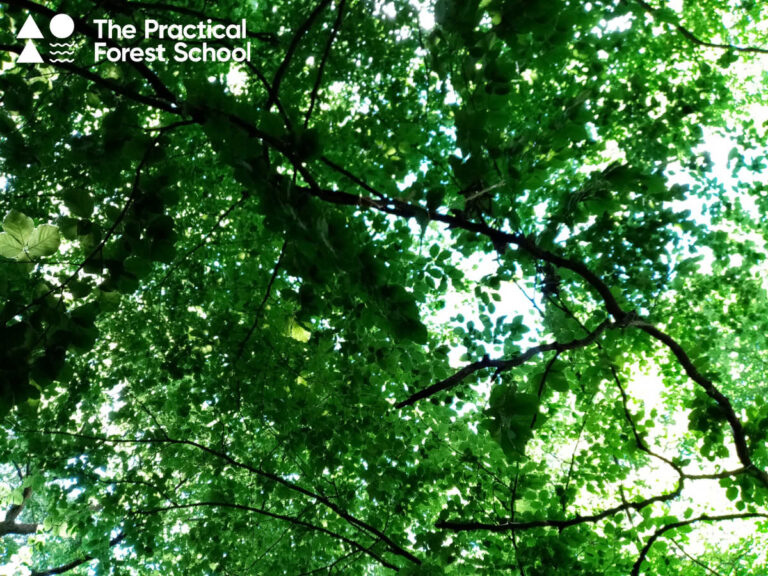 Forest canopy