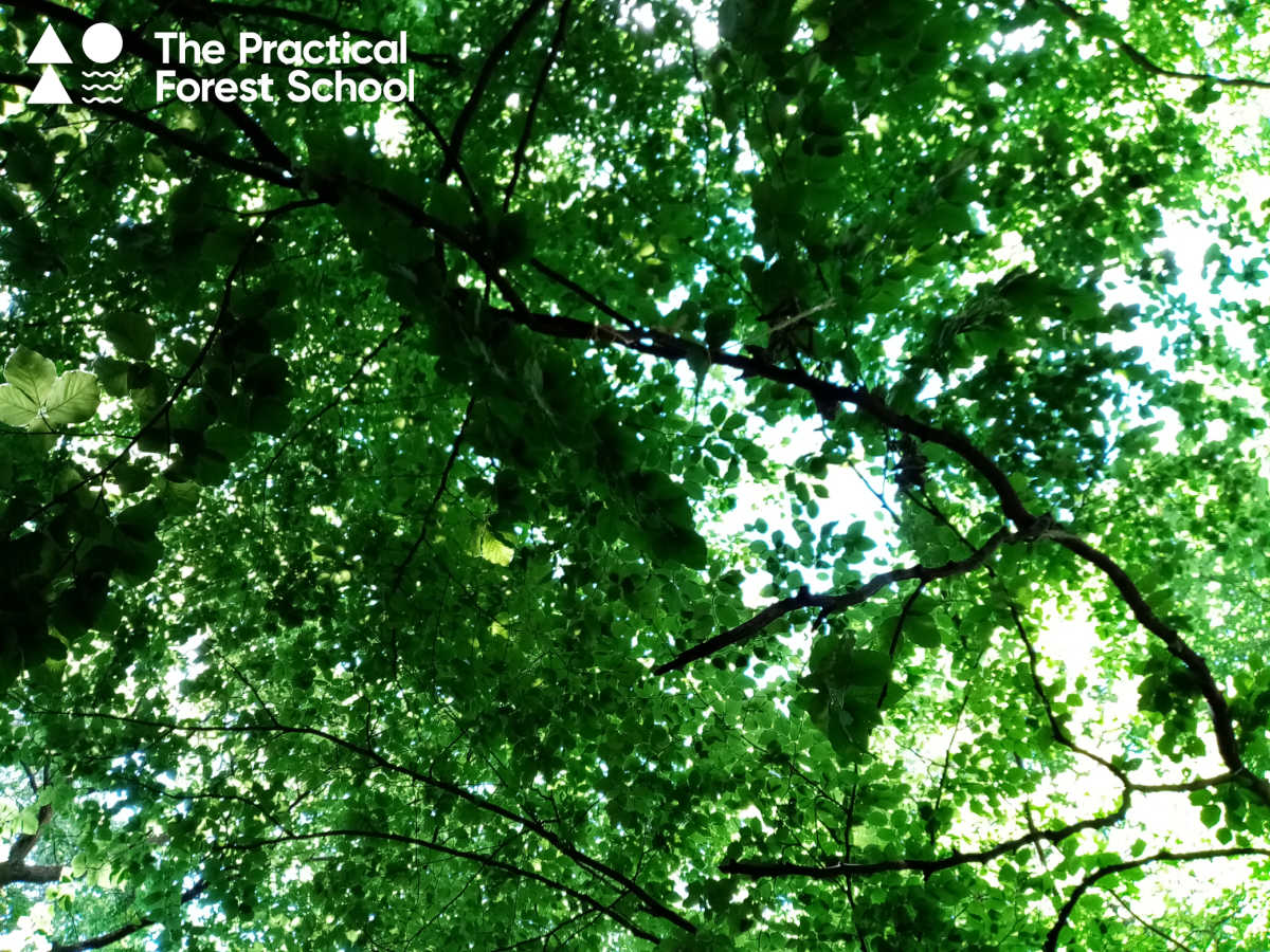 Forest canopy