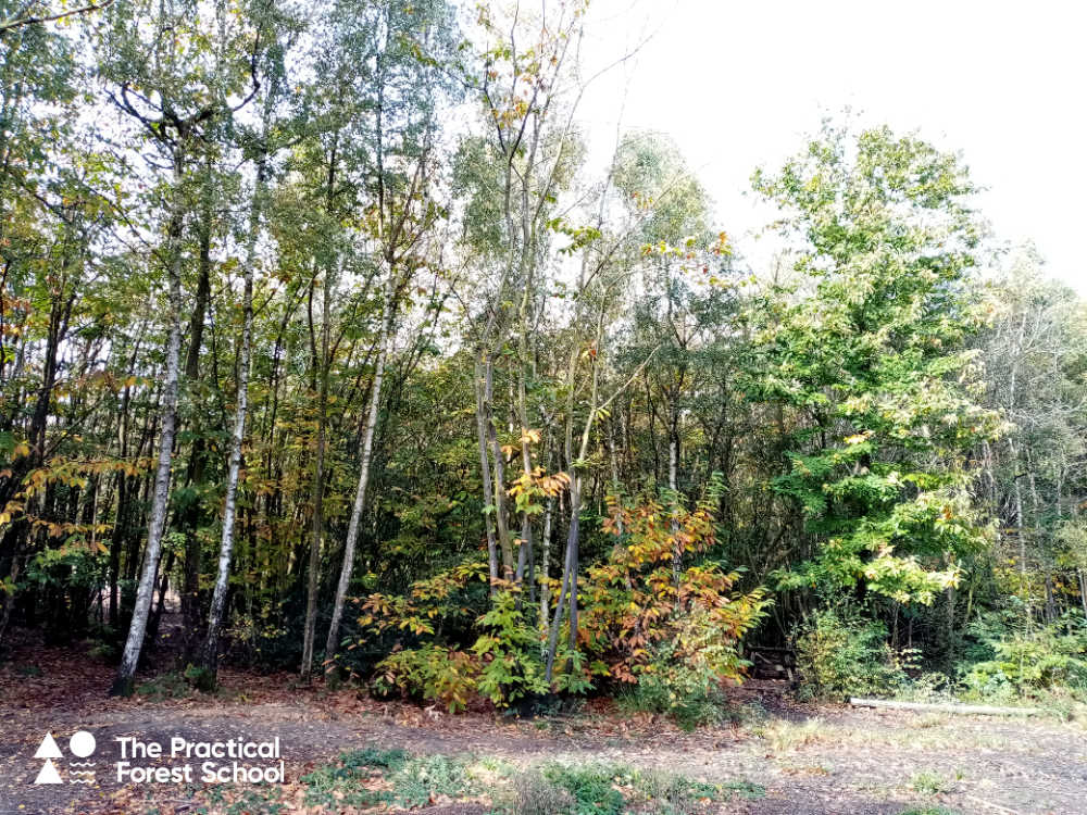Forest scenery